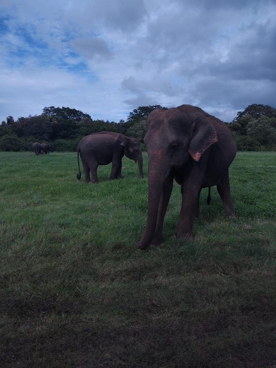 Jeep Safari Elephant